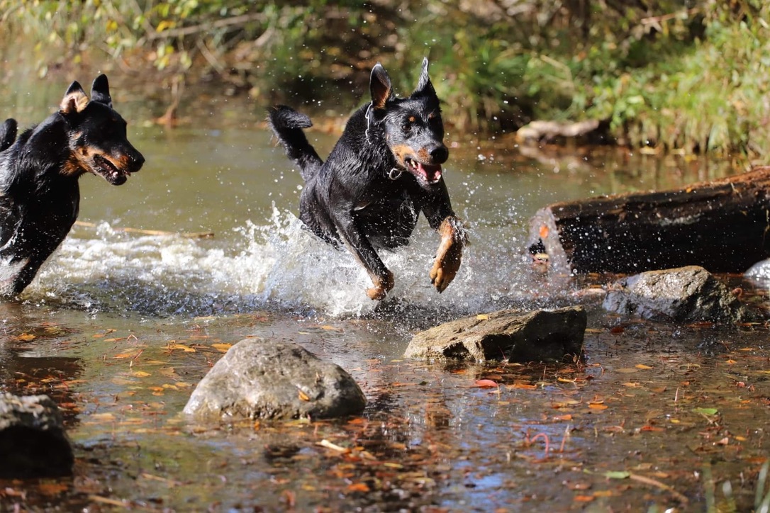 Beauceron vom Schorrenwald