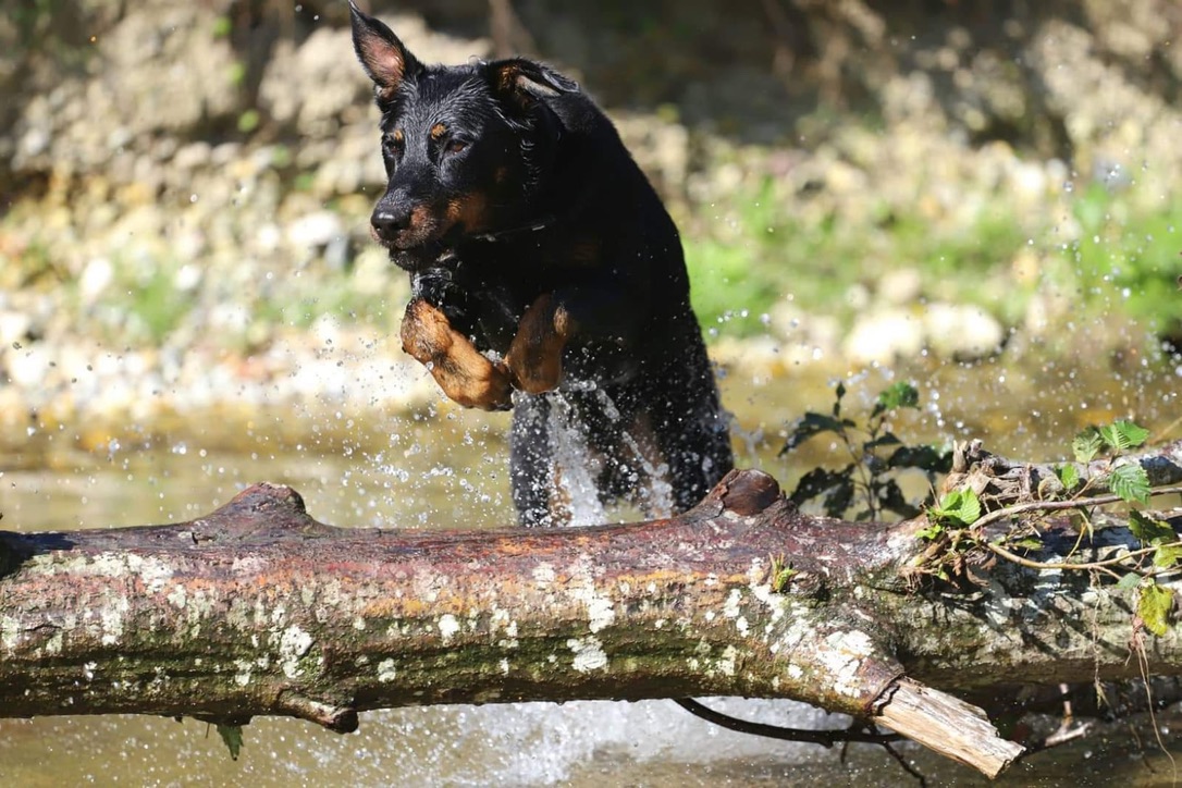 Unsere Beaucerons