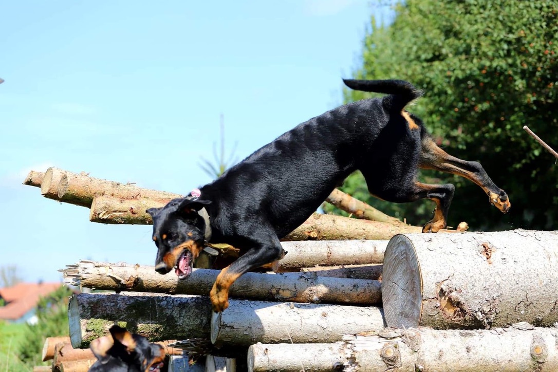 Beauceron Alltag