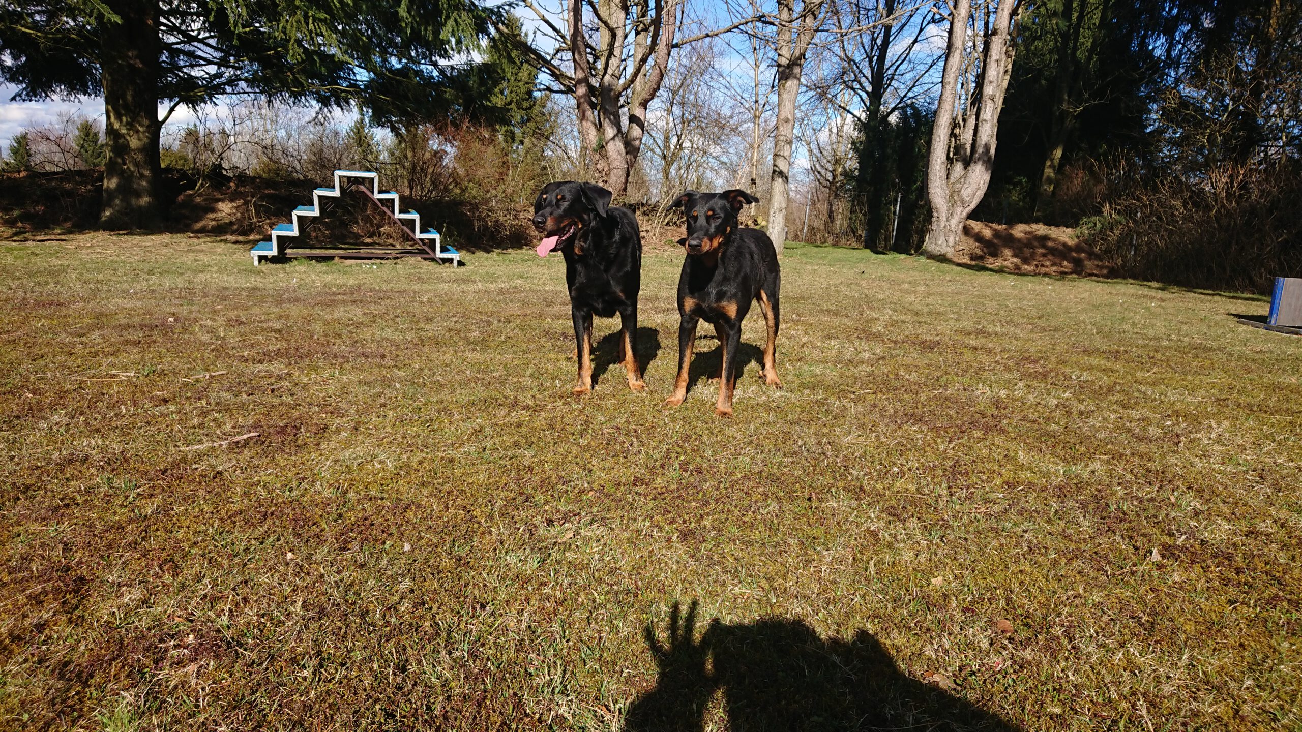 Beauceron vom Schorrenwald · 7
