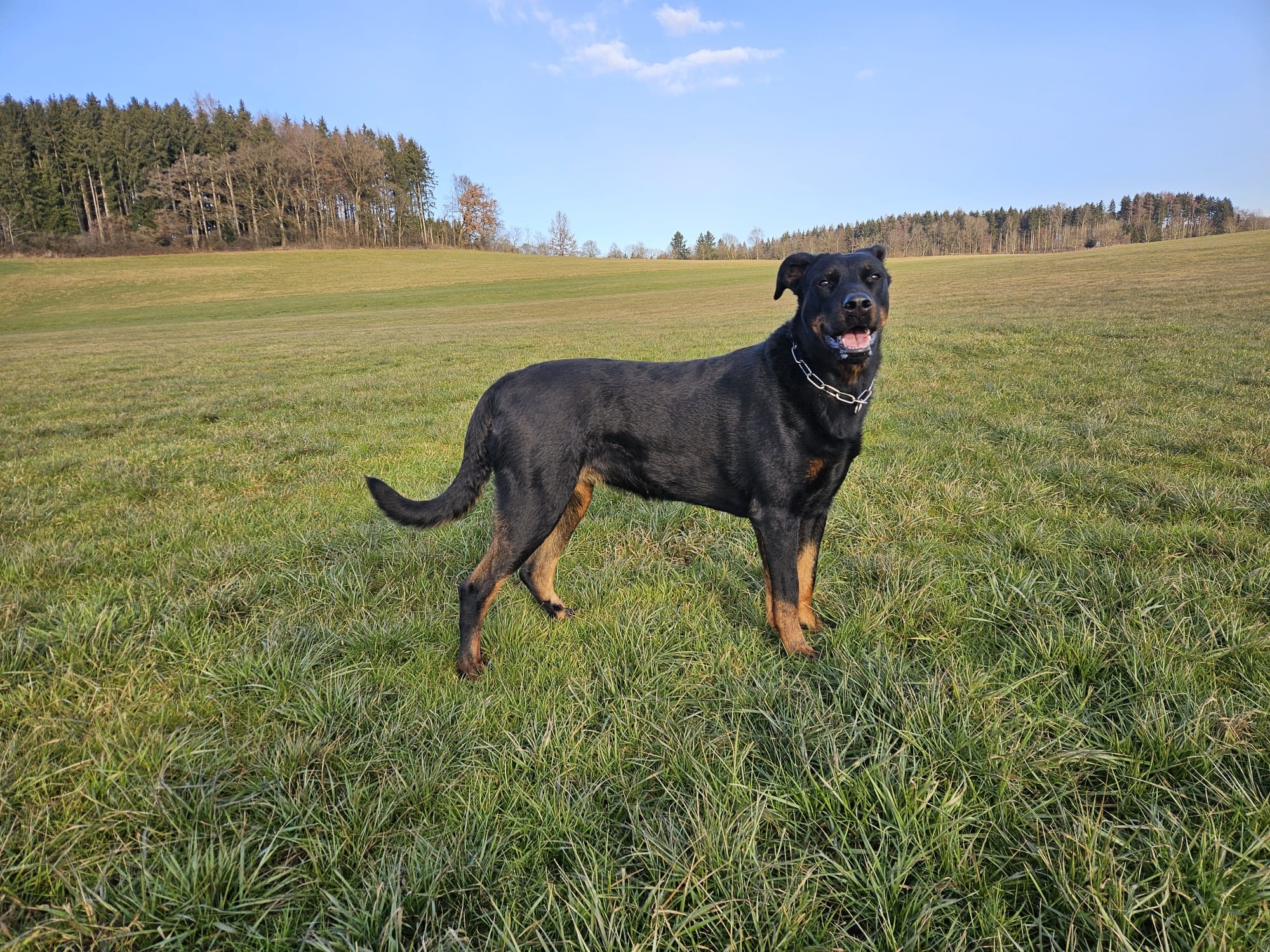 Mademoiselle Bijou vom Schorrenwald