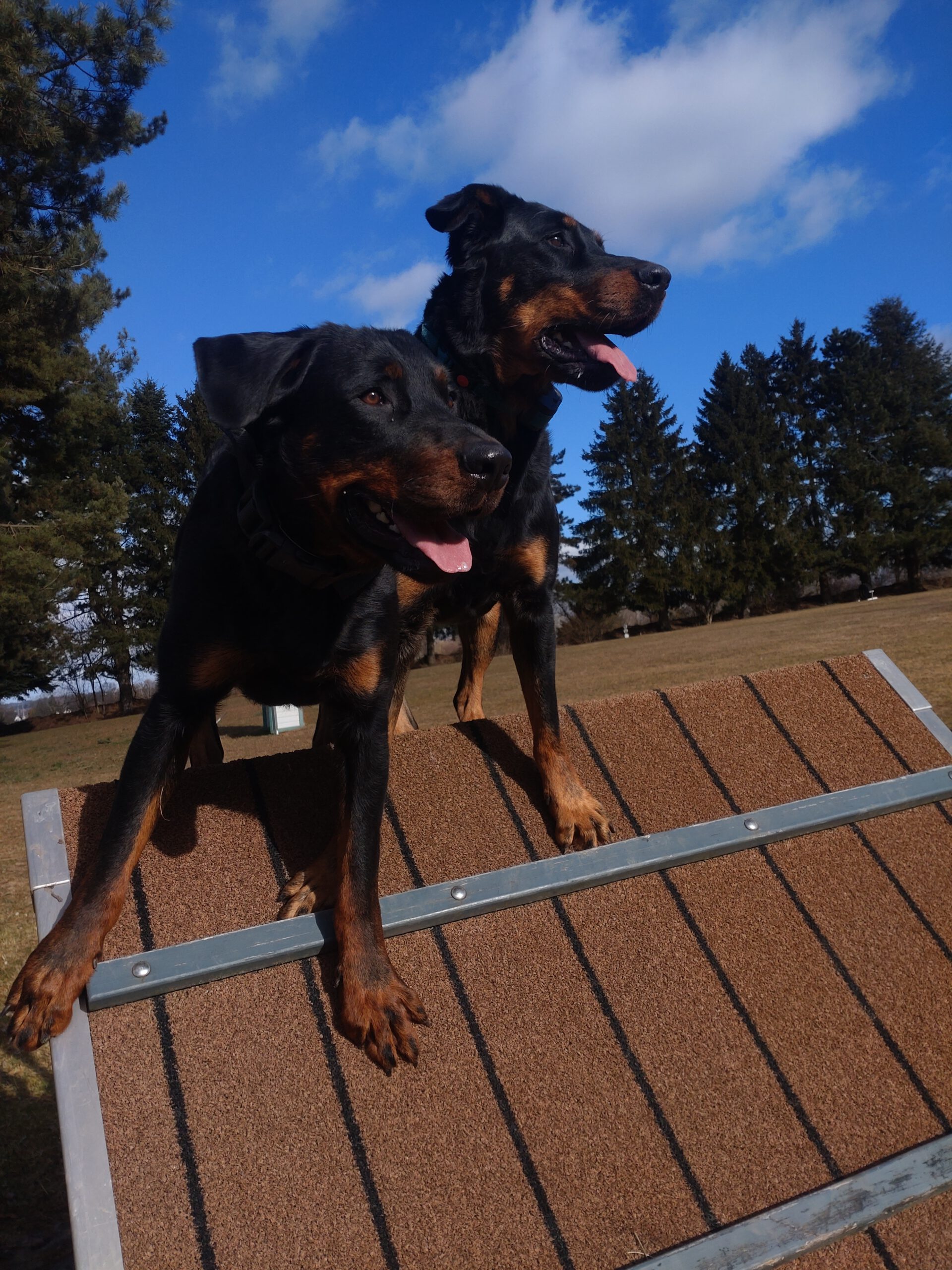 Beauceron vom Schorrenwald · 4