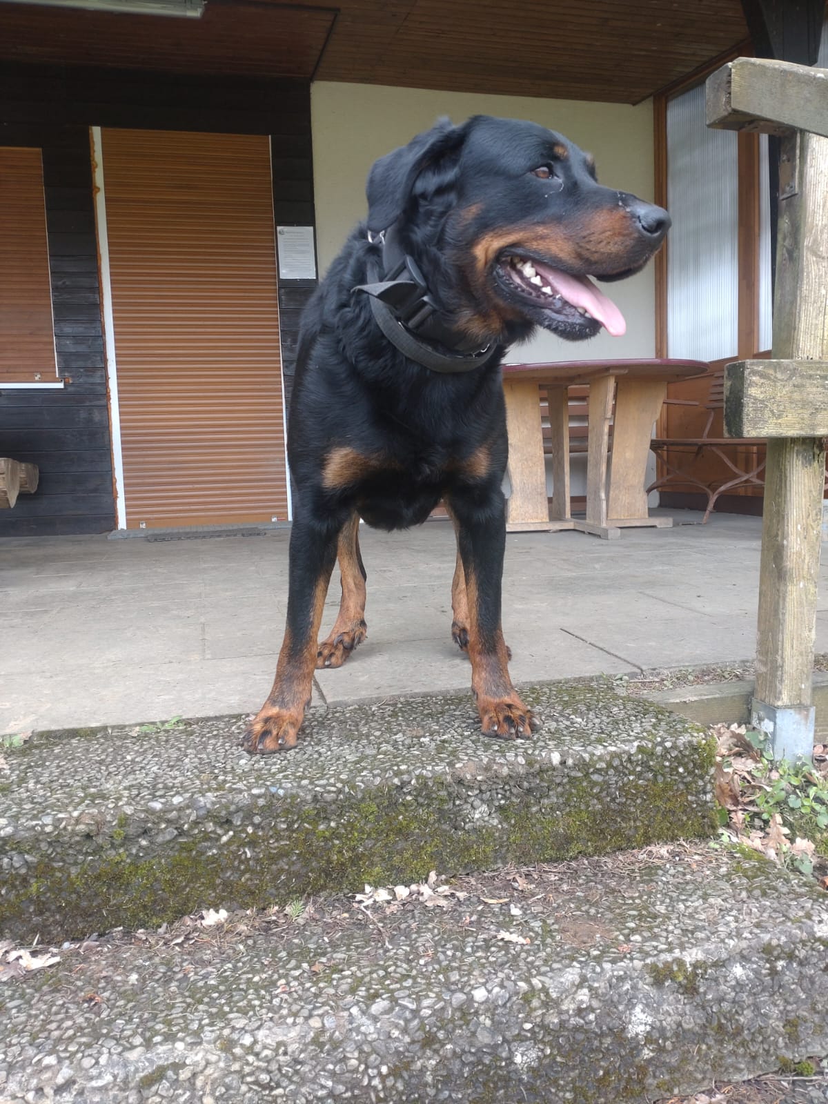 Beauceron vom Schorrenwald · 6