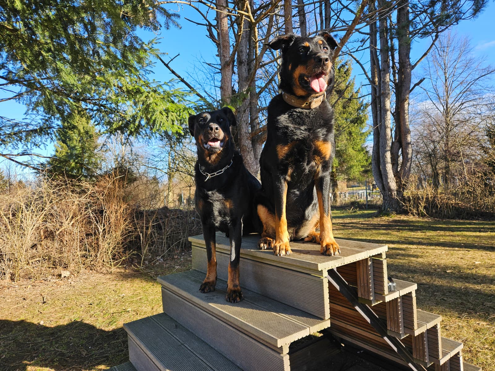Beauceron-Familie