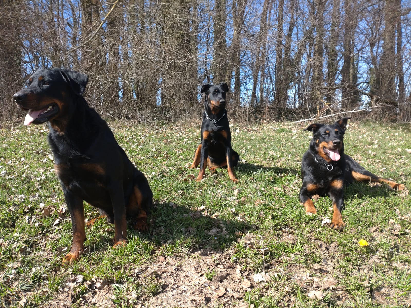 Beauceron-Familie
