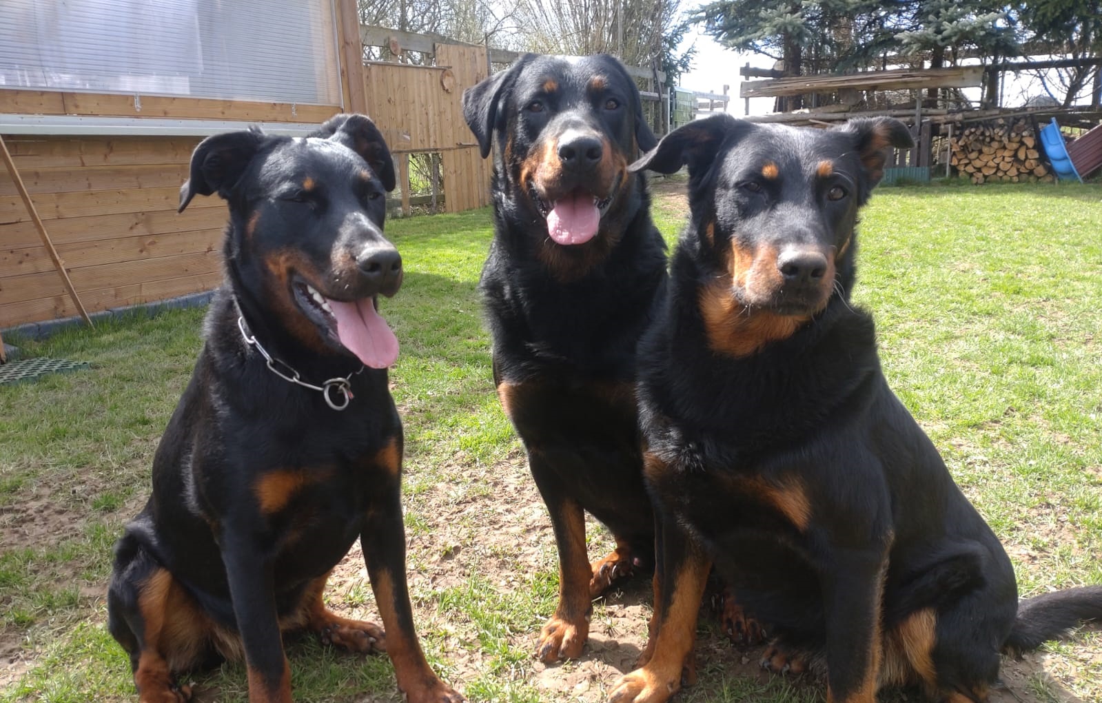 Beauceron vom Schorrenwald – Sliderbild 3