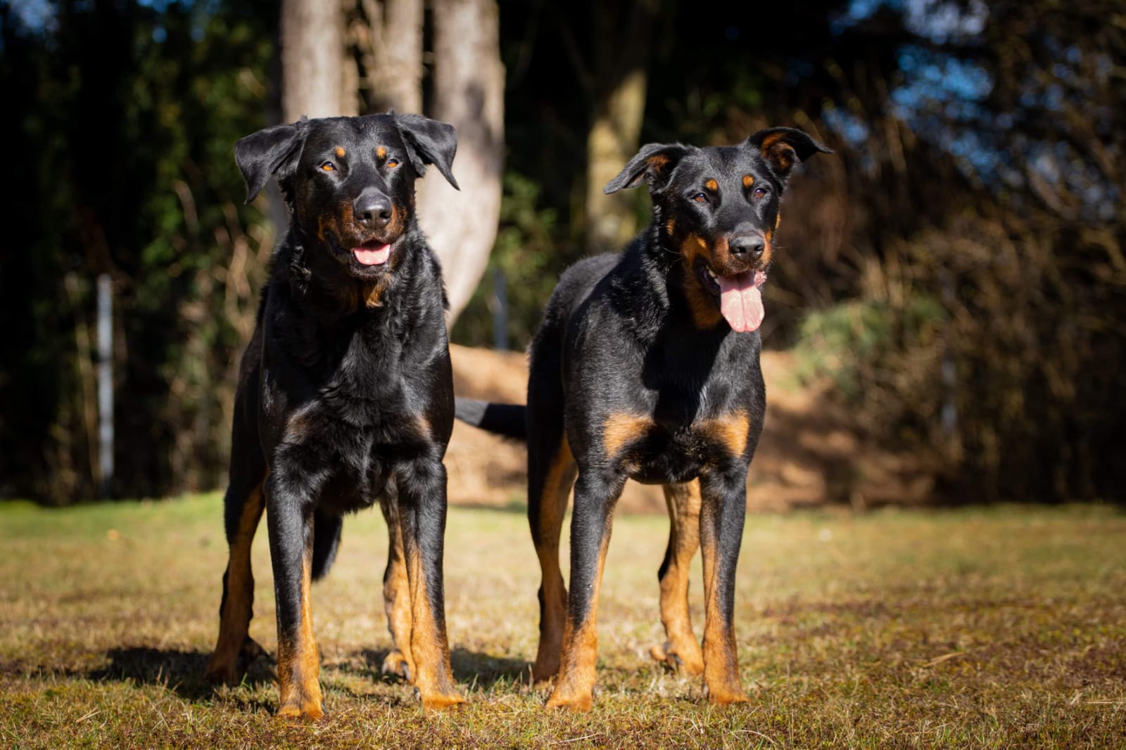 Beauceron vom Schorrenwald – Sliderbild 4