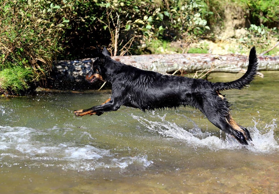 Beauceron vom Schorrenwald – Sliderbild 5